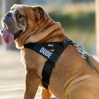 Dog Harness & Bungee Leash Set